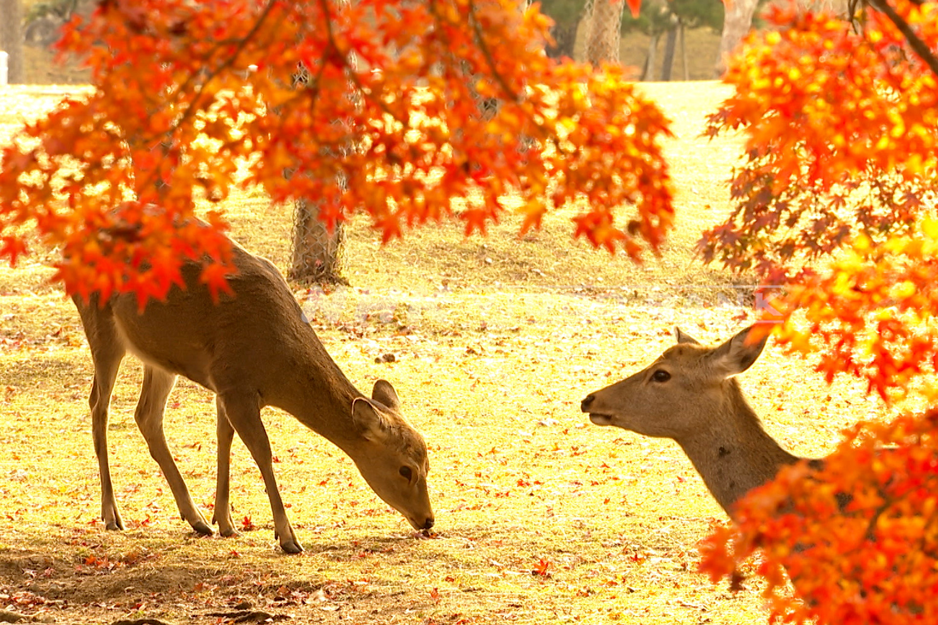 Top 10 Must-Visit Destinations in Japan